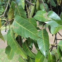 <i>Ficus tsjakela</i>  Burm.f.